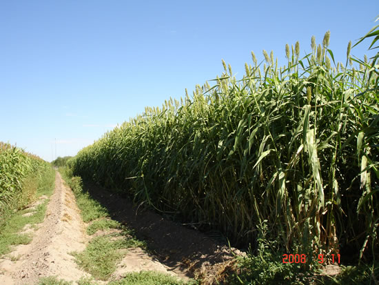 Sweet Sorghum Field in Arizona
